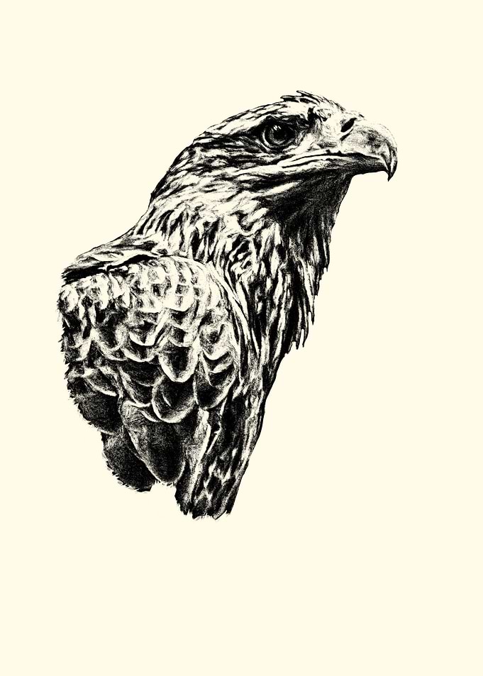 Eagle Pencil Drawing