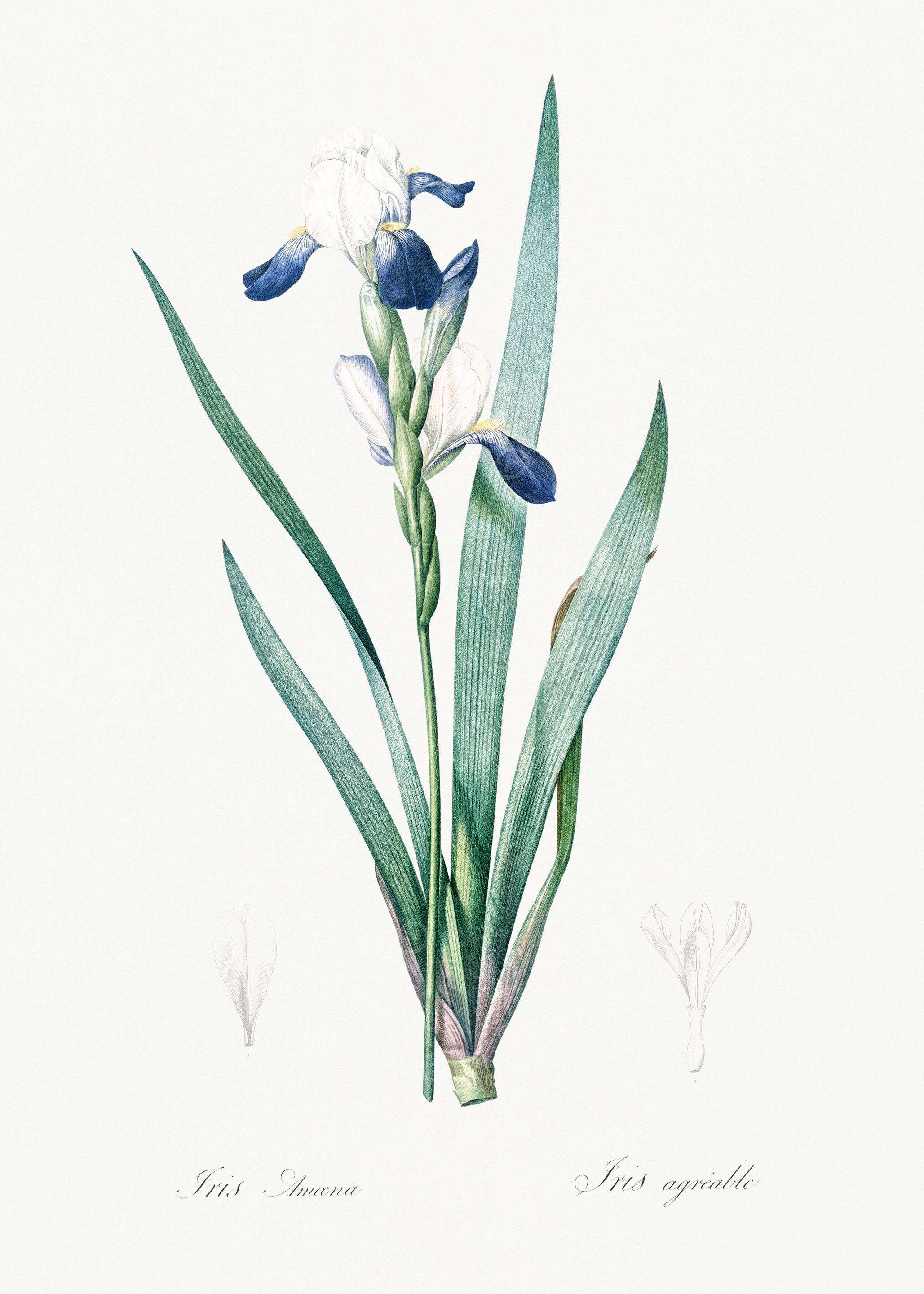 Iris Flower Illustration