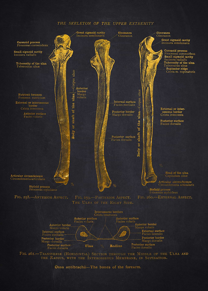 Ulna Bone Anatomy Diagram