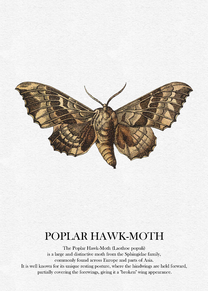 Poplar Hawk-Moth Illustration