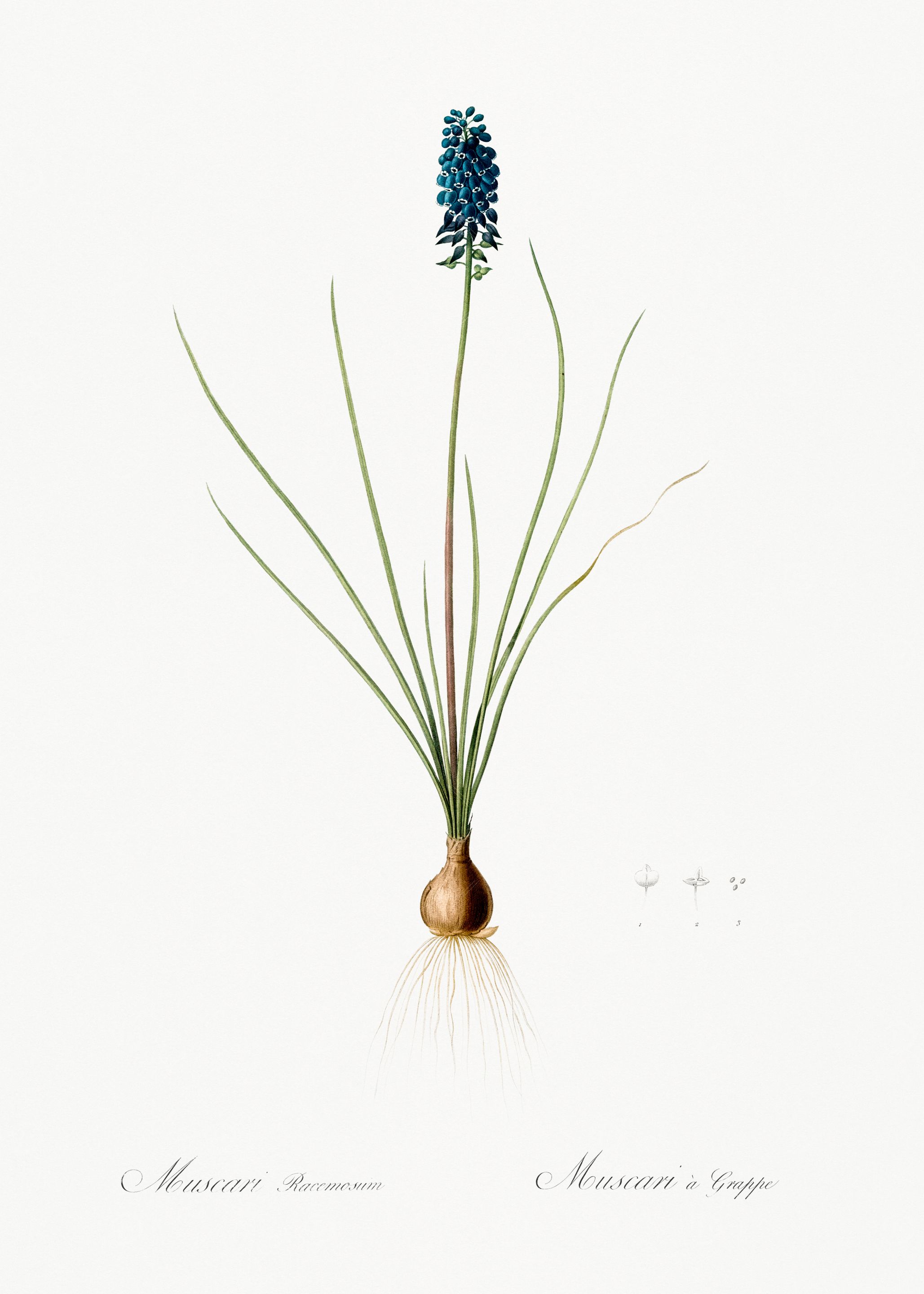 Blue Grape Hyacinth Illustration
