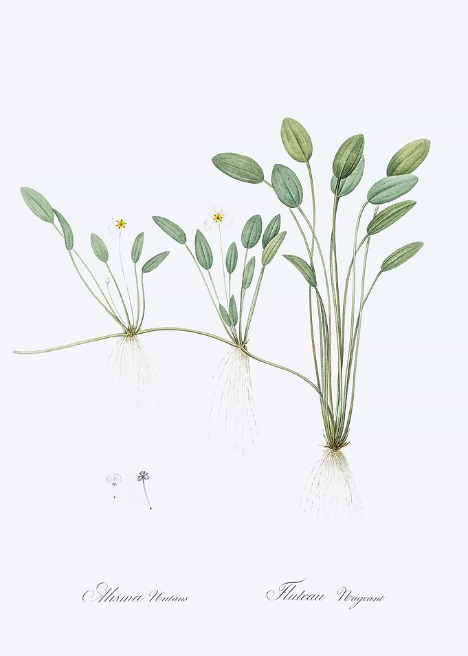 Water Plant Illustration