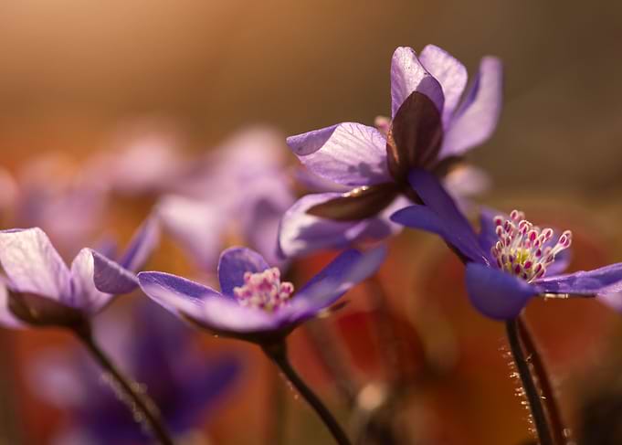 Purple Flowers in Bloom