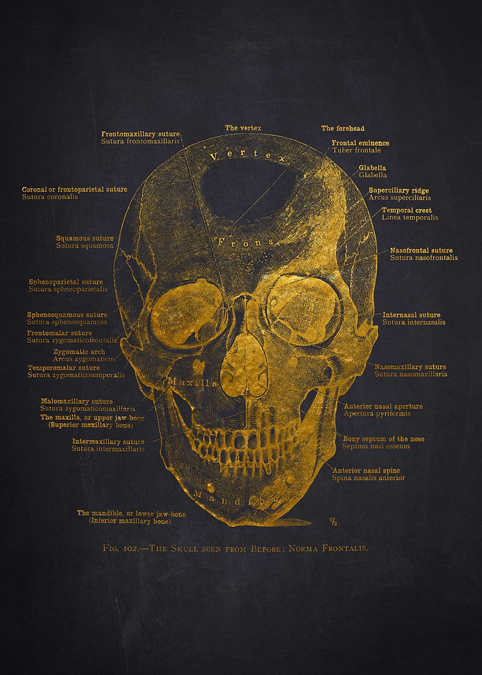 Gold Skull Anatomy