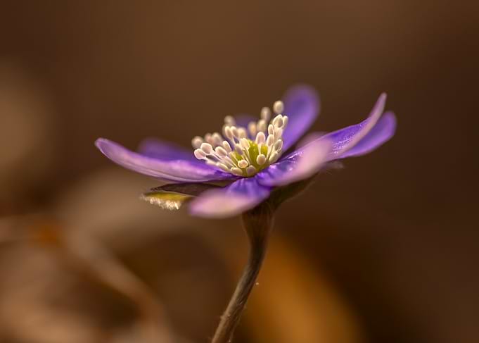 Purple Flower Macro