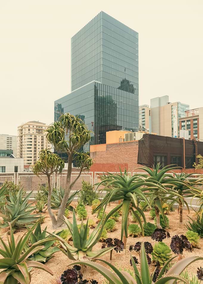 Urban Oasis
