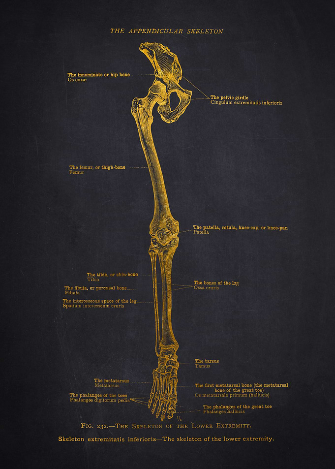 Human Leg Skeleton Diagram