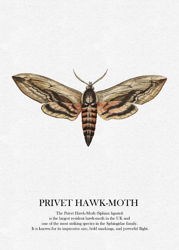 Privet Hawk-Moth Illustration