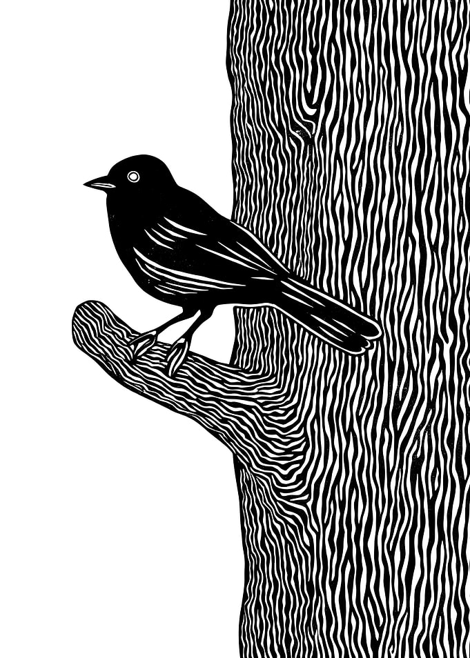 Blackbird on Branch