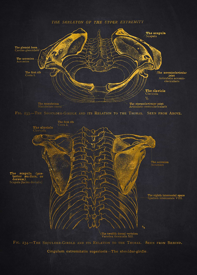 Shoulder Girdle Anatomy