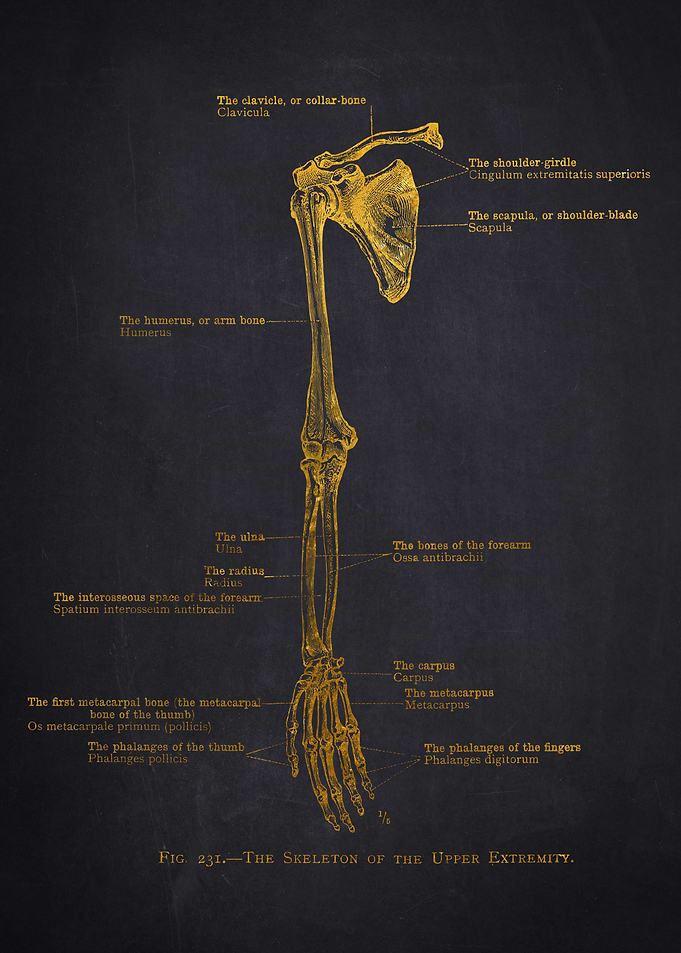 Human Arm Skeleton Diagram