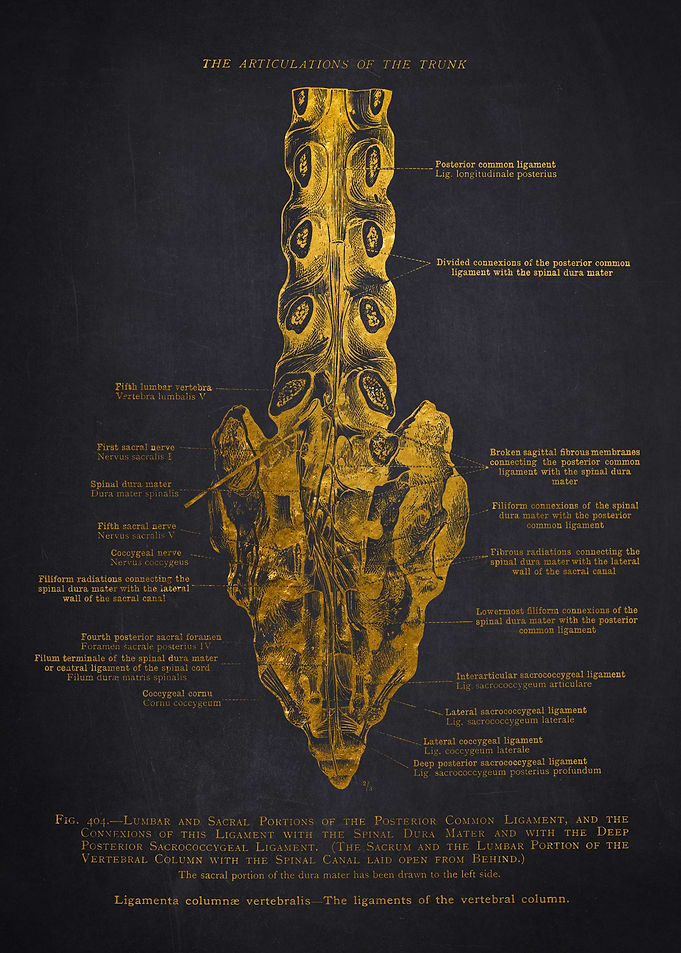 Human Spine Anatomy