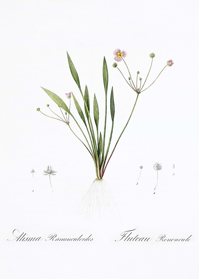 Water Plantain Illustration