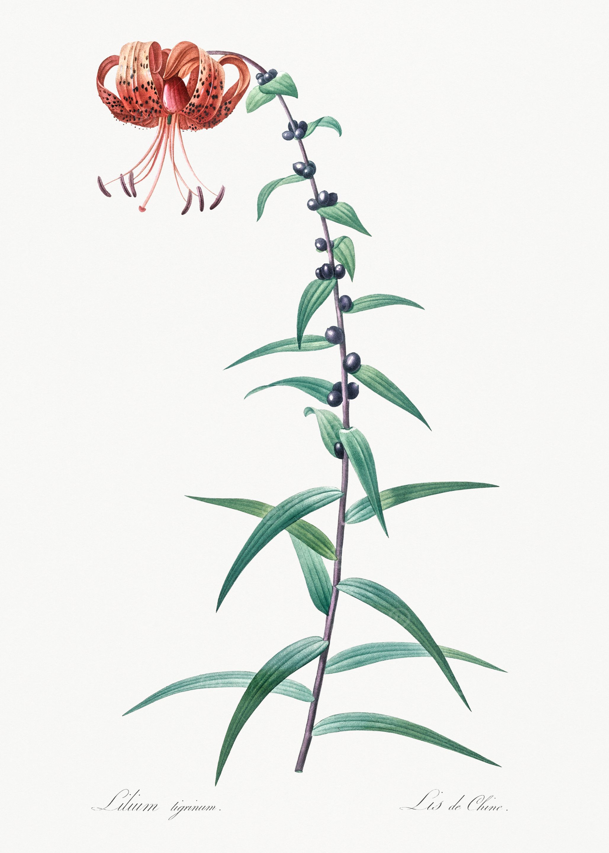 Orange Lily Botanical Illustration