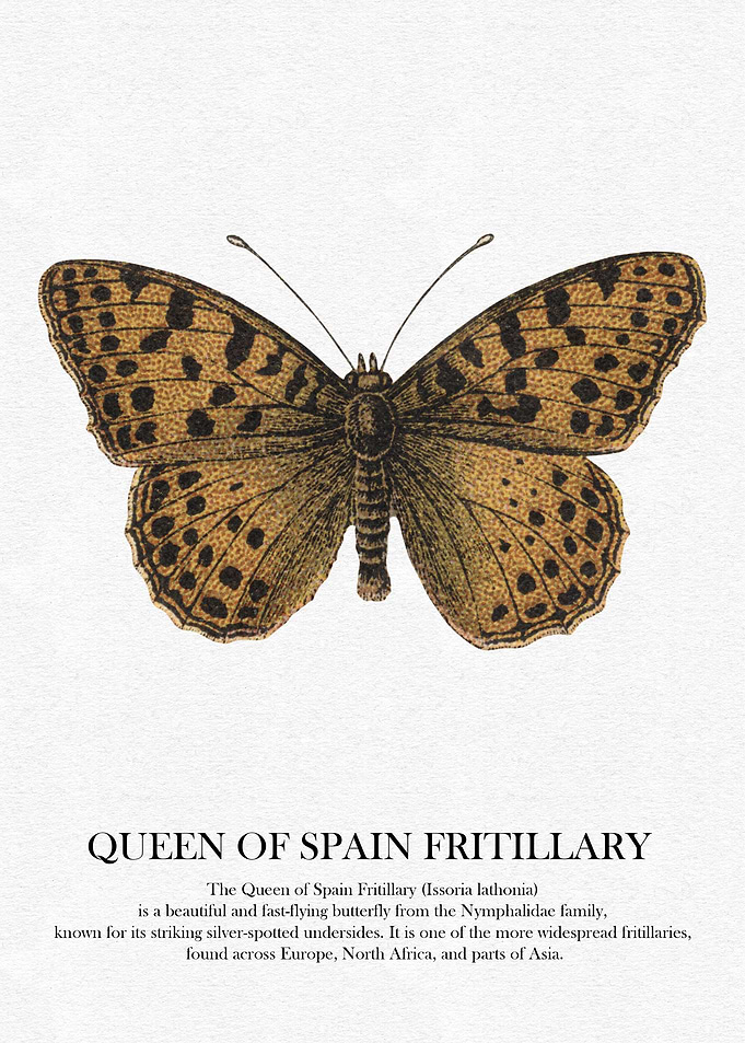 Queen of Spain Fritillary