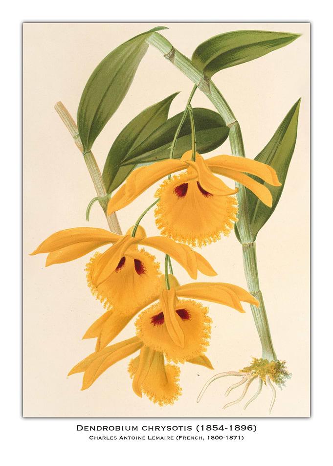 Dendrobium Chrysotis Orchid