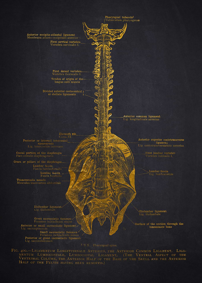 Vertebral Column Anatomy