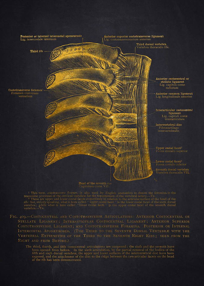 Costovertebral and Costotransverse Articulations