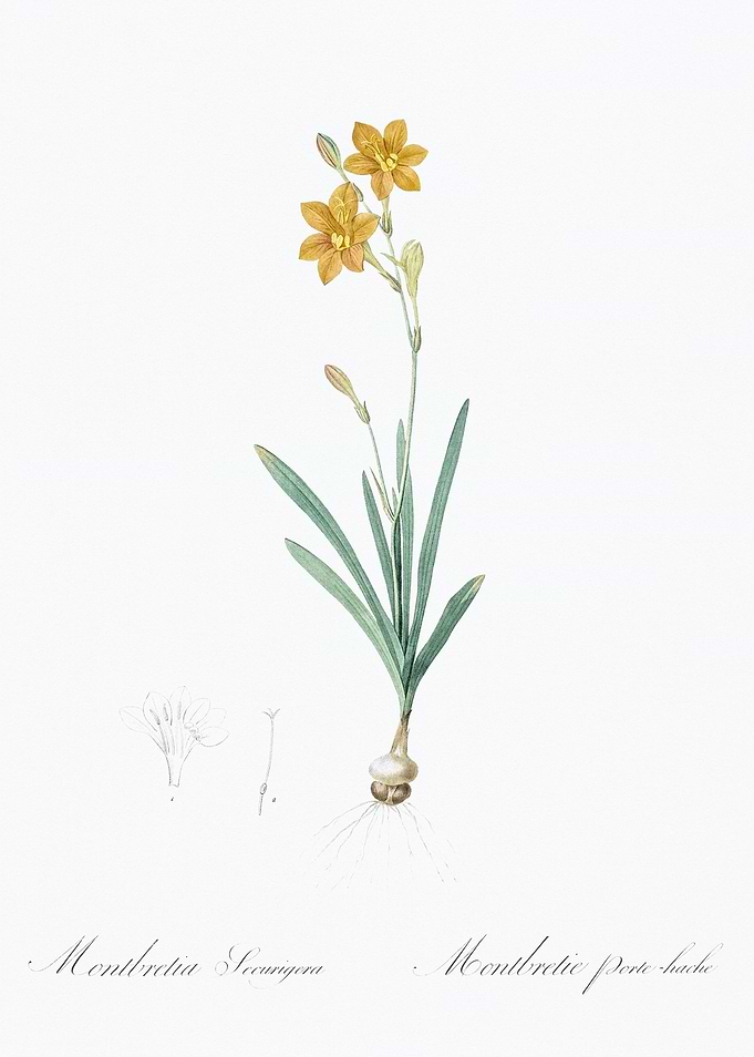 Yellow Flower Illustration