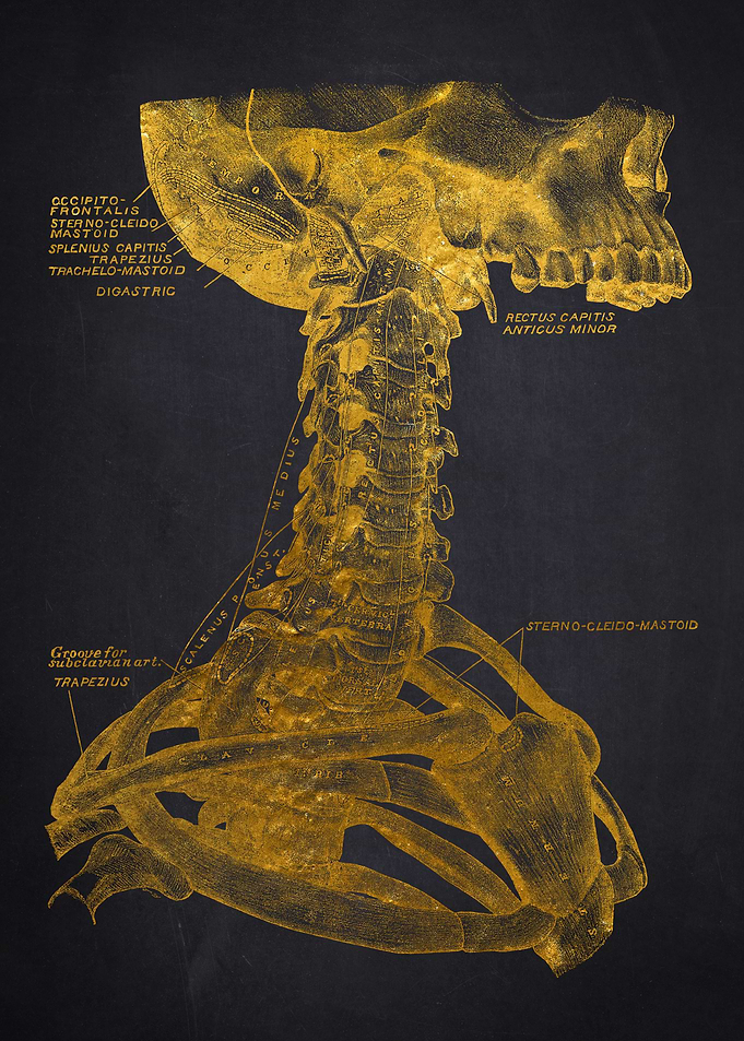Gold Anatomical Neck Illustration