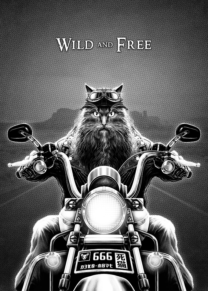 Cat on Motorcycle
