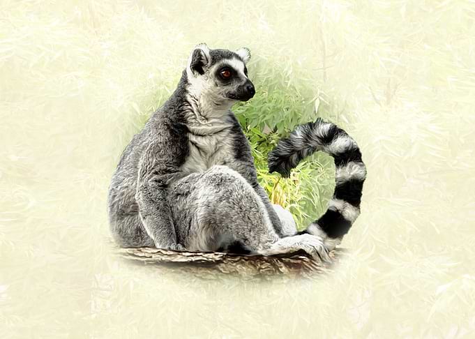 Ring-tailed Lemur Portrait