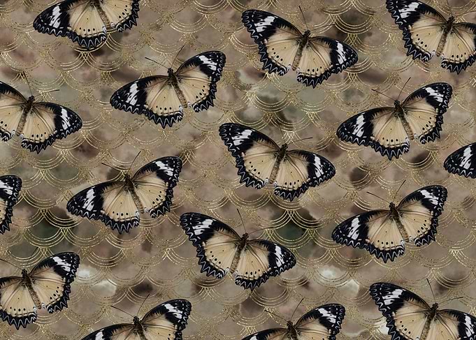 Golden Butterfly Dance 1