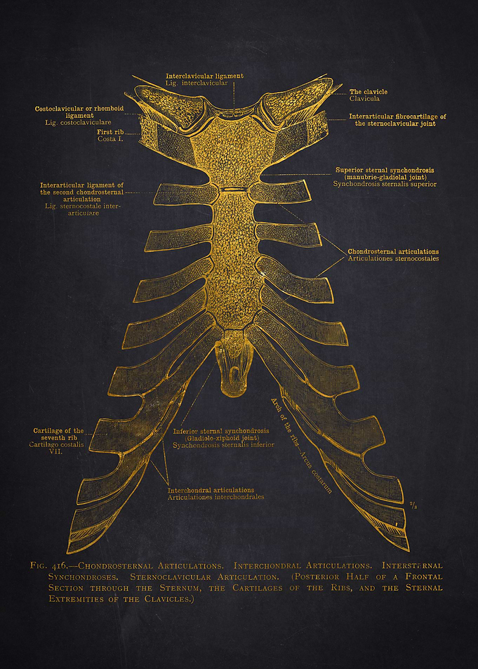 Costosternal Articulations Anatomy
