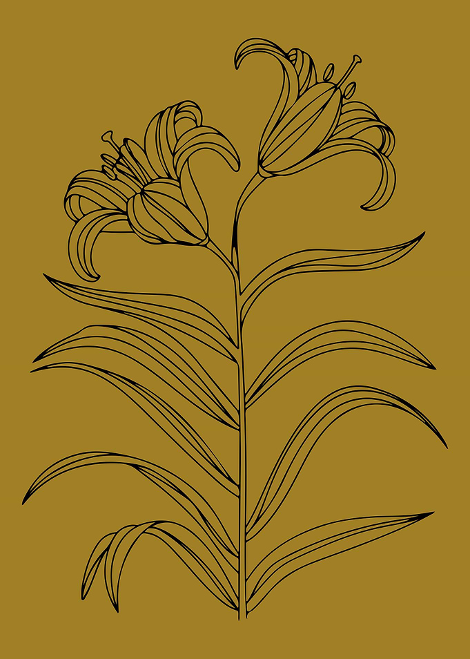 Elegant Botanical Line Art – Golden Lily