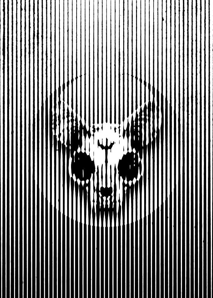 Cat Skull Illusion