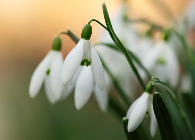 Snowdrop Flowers Close-Up