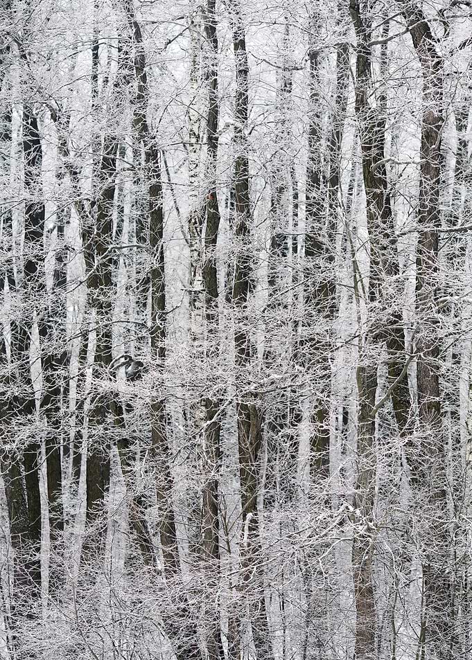 WINTER GRAPHICS