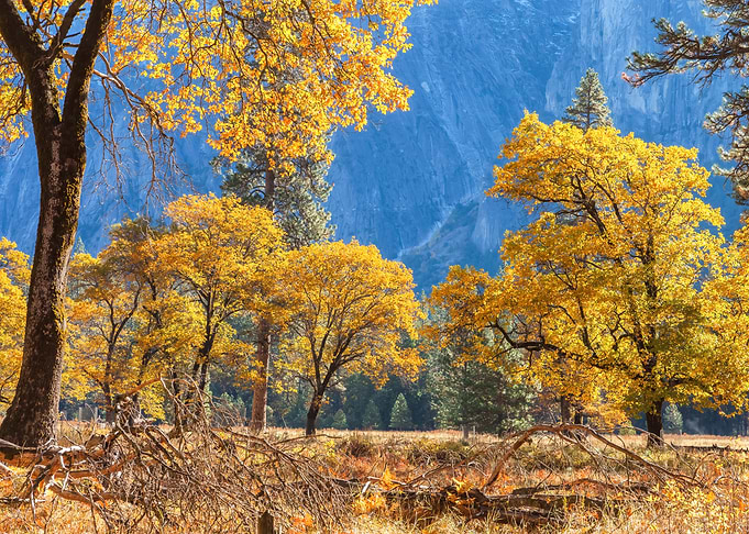 Golden Autumn Trees