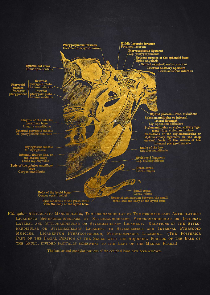 Human Skull Anatomy Diagram
