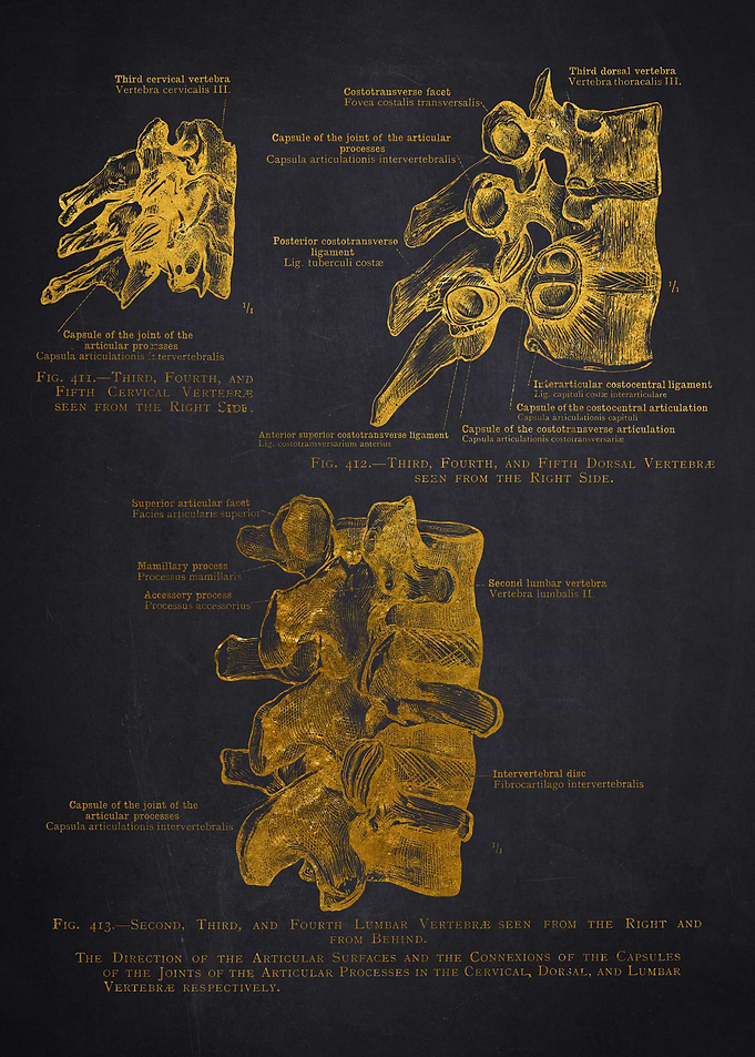 Human Vertebrae Anatomy