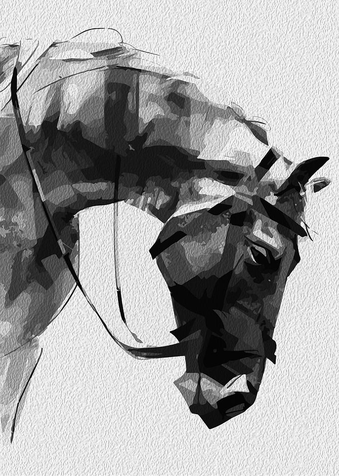 Black and White Horse Portrait