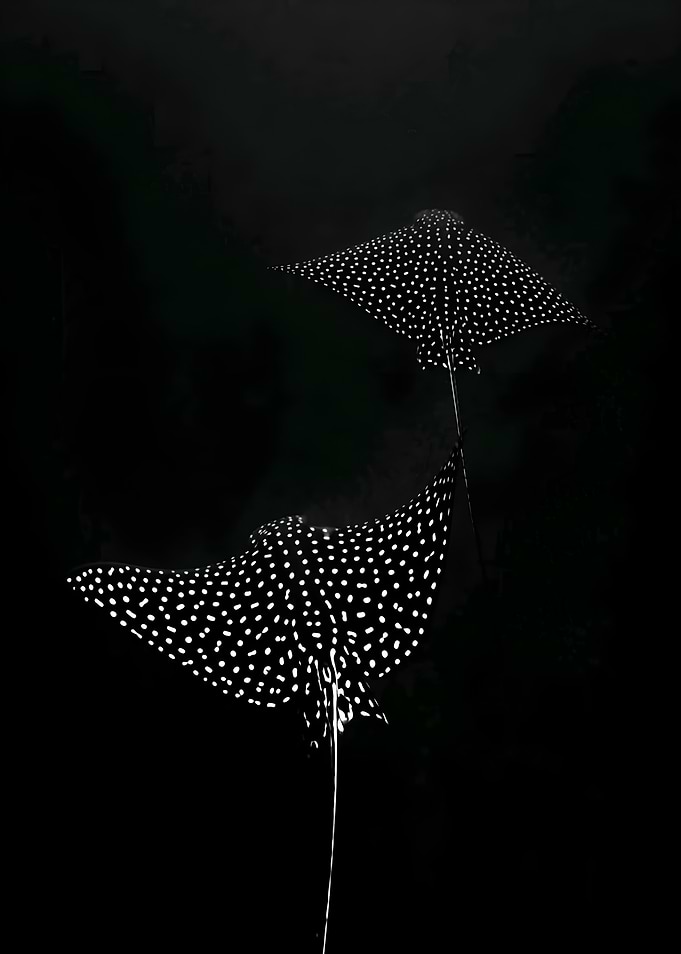 Spotted Eagle Rays