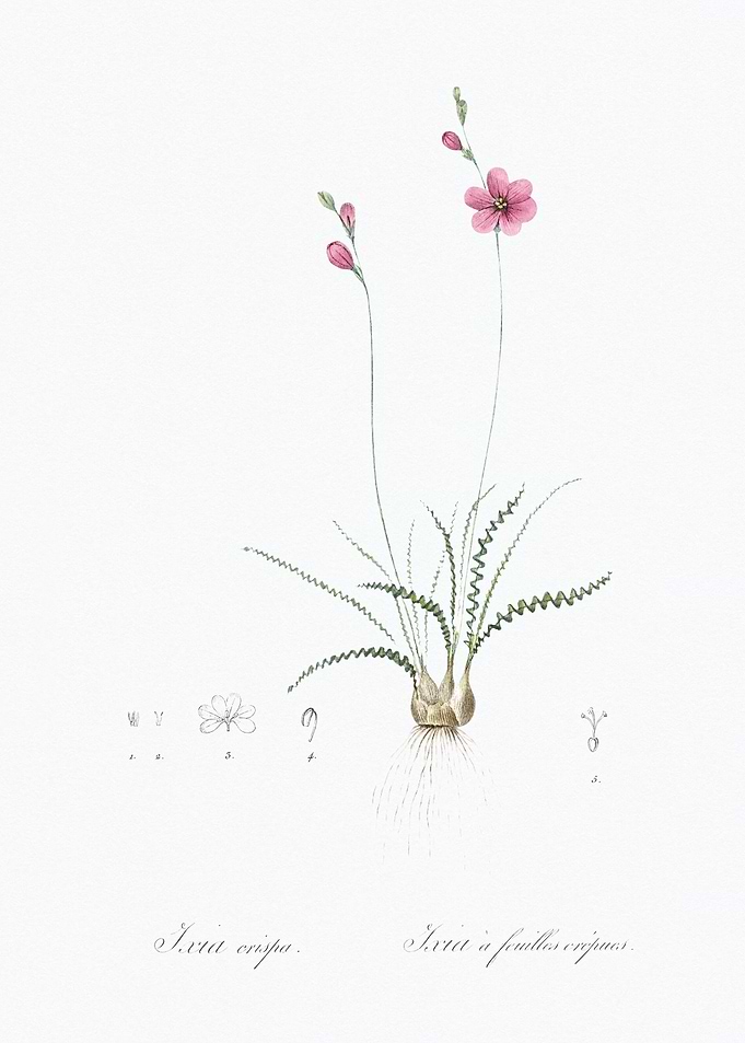 Botanical Illustration of Ixia