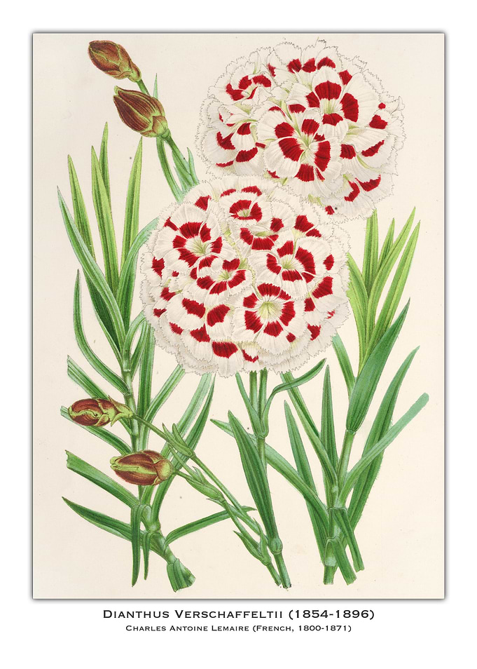 Dianthus Verschaffeltii Flower Illustration