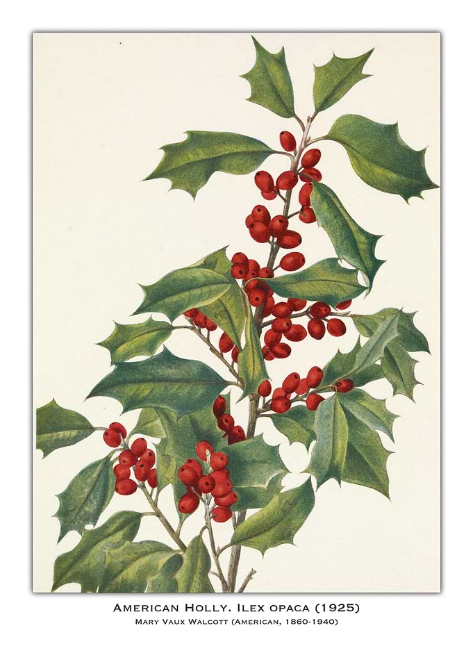 American Holly Botanical Illustration