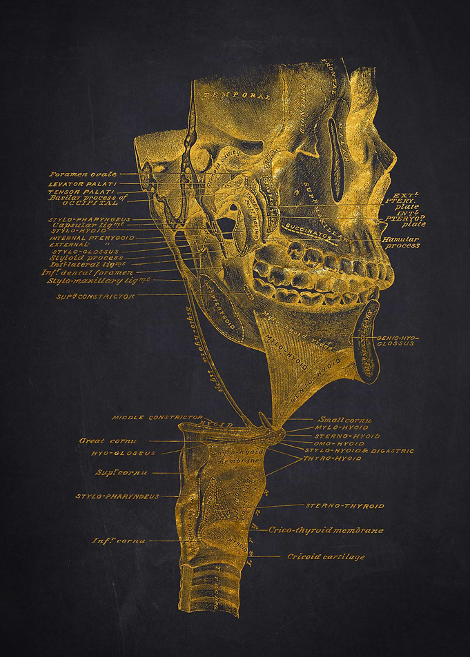 Anatomical Illustration of the Head and Neck