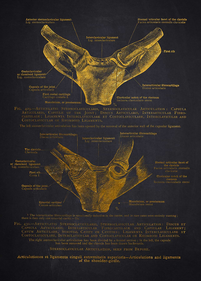 Shoulder Joint Anatomy