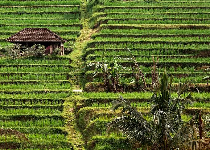 RICEFIELD STAIRS