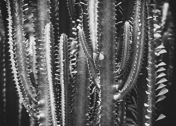CACTUS FOREST
