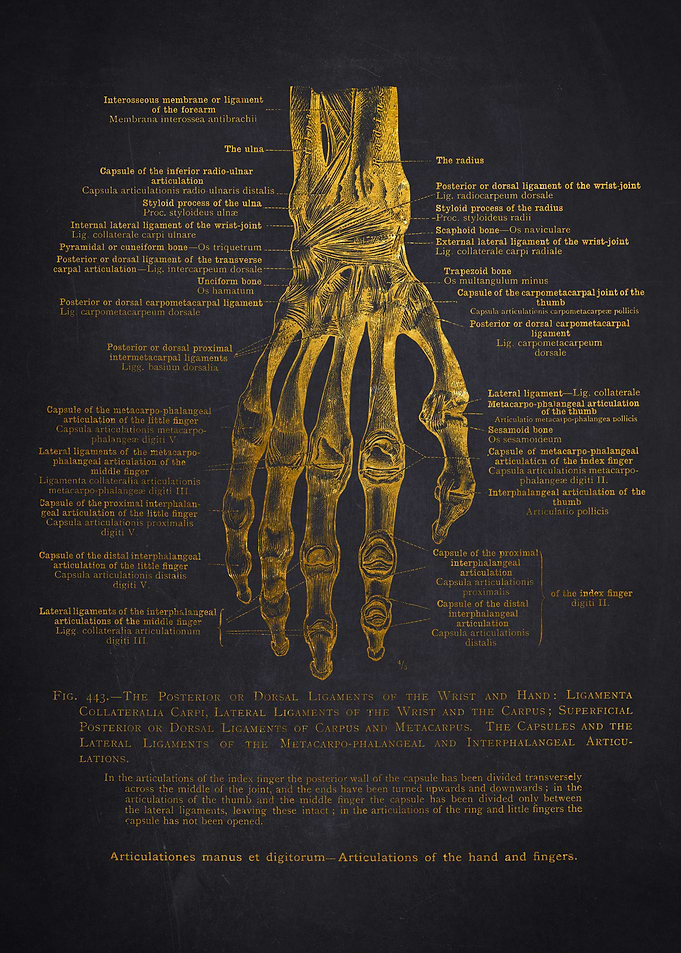 Vintage Hand Anatomy Diagram