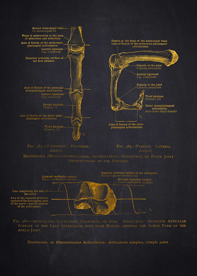 Discontinuous Articulation Anatomy