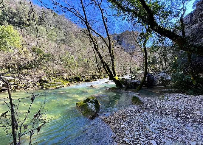 River in a Forest