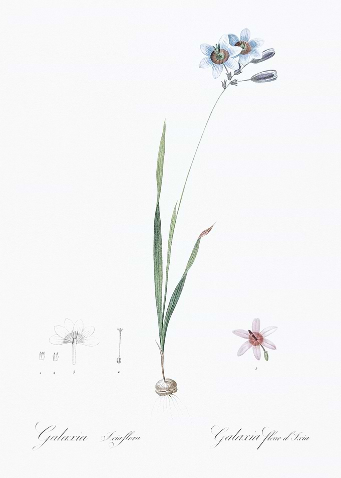 Galaxia Flower Illustration