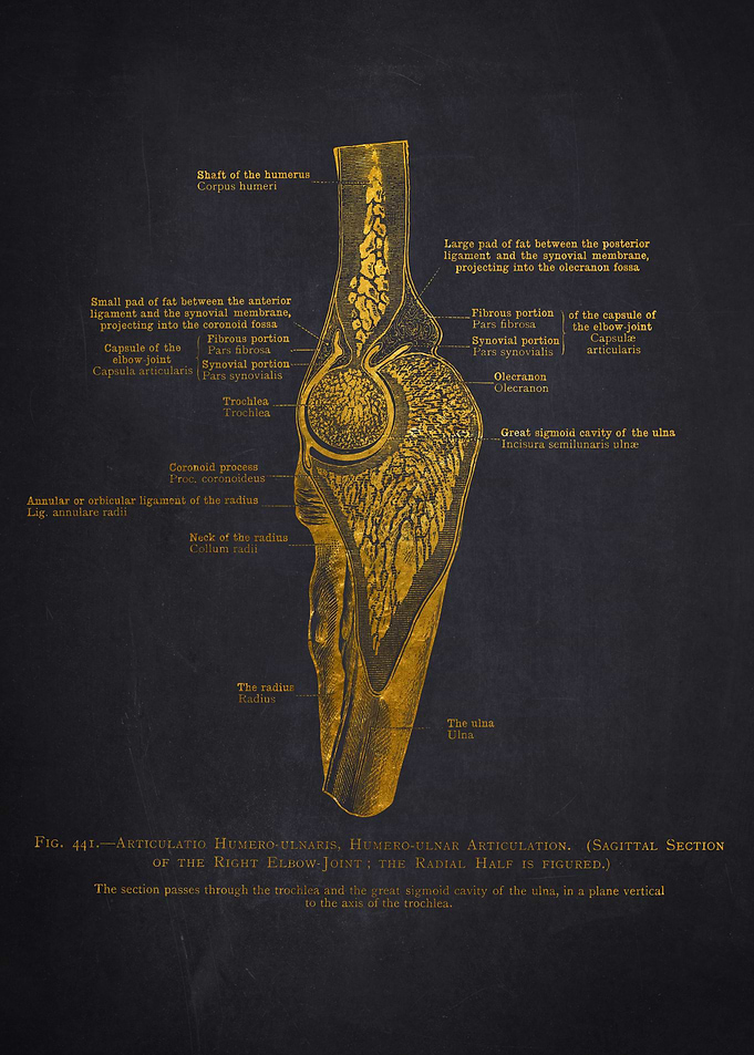 Human Elbow Joint Anatomy
