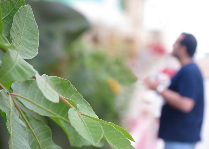 Green Leaves in Focus